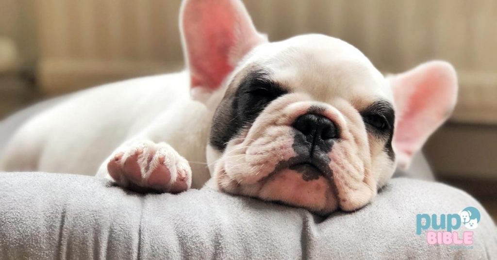 Best Dog Beds for French Bulldog
