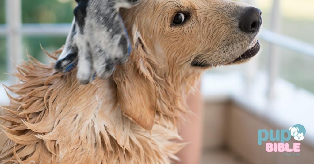 Best Dog Shampoo for Golden Retrievers