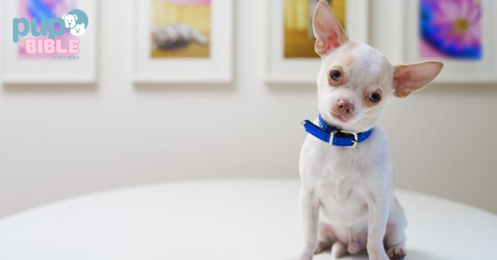 Best Harness for Chihuahuas