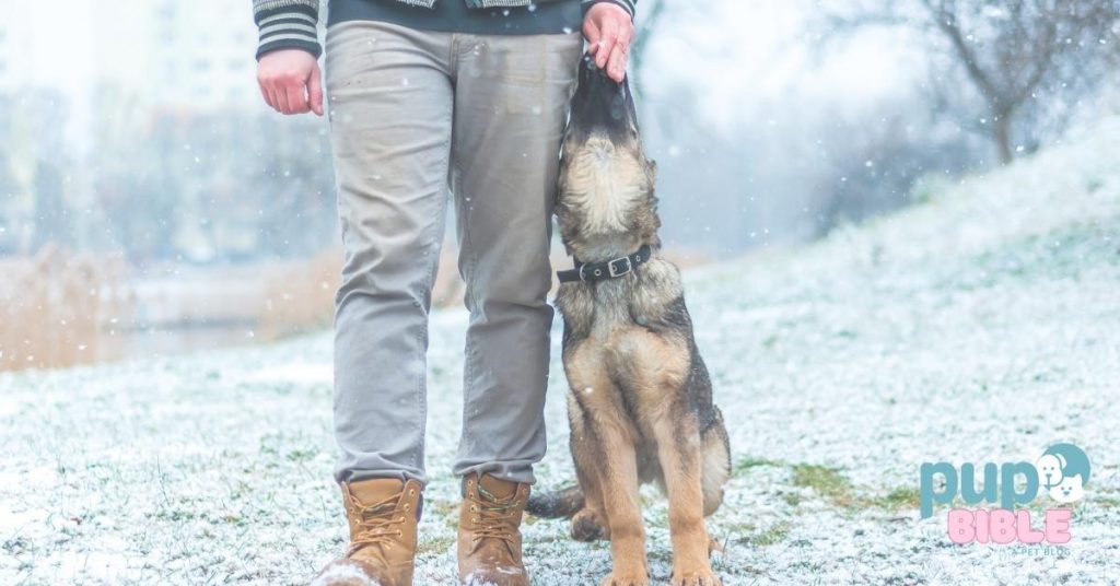 Best Leashes for German Shepherds