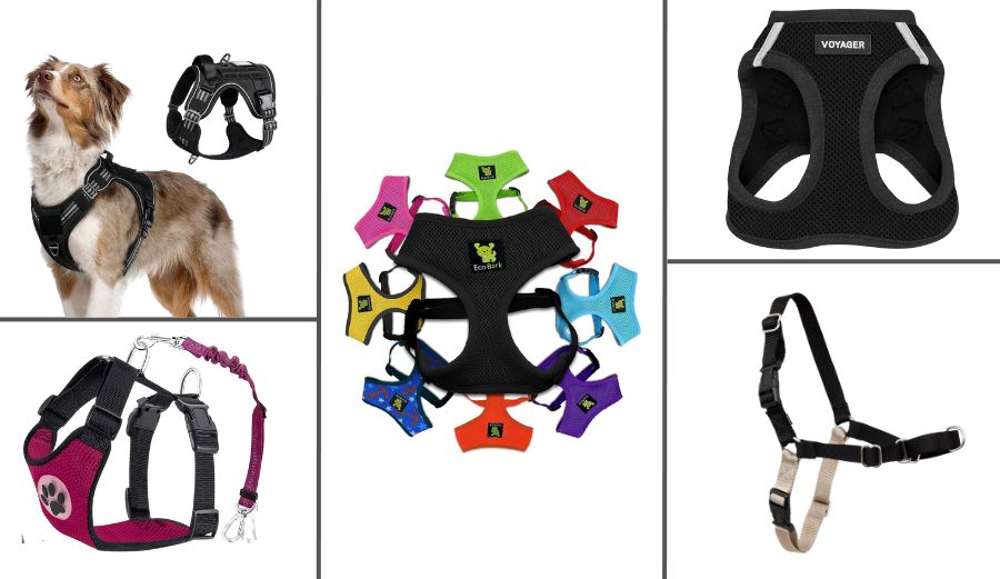 5 Best Harnesses for Chihuahuas