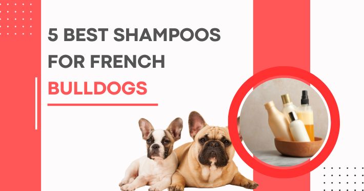 5 Best Shampoos for French Bulldogs