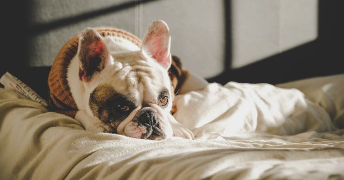 Bedtime Training for Your French Bulldog