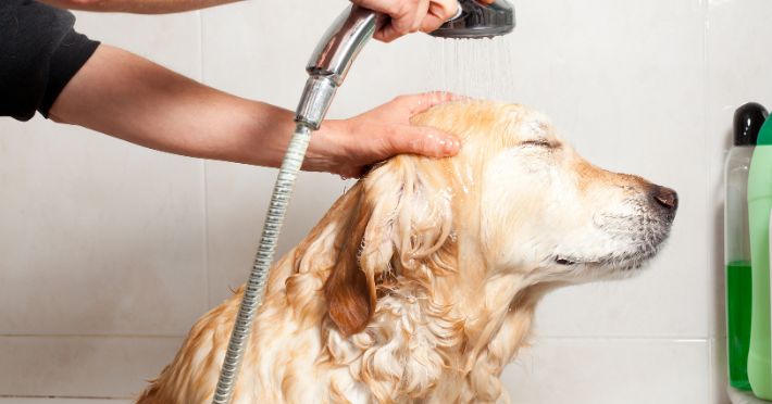 Benefits of Regular Bathing for Golden Retrievers