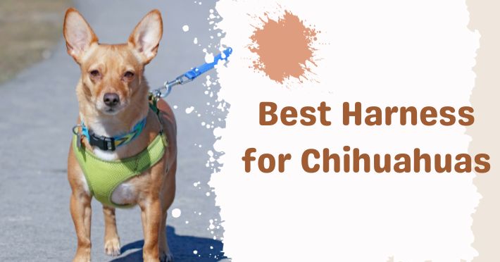 Best Harness for Chihuahuas