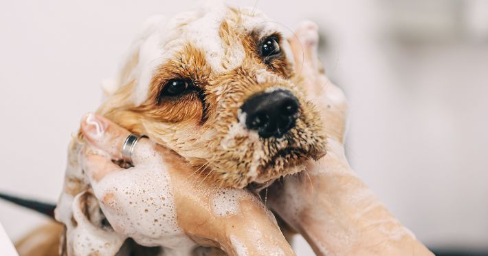 Can You Use Human Shampoo On Your Dog