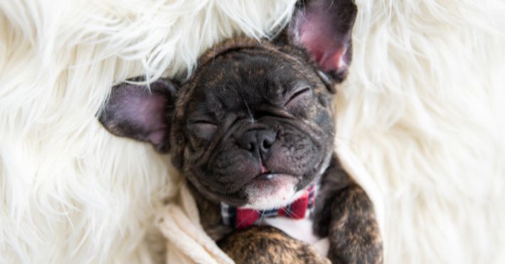 Dog Bed Maintenance Keeping Your Frenchie's Bed Clean and Fresh