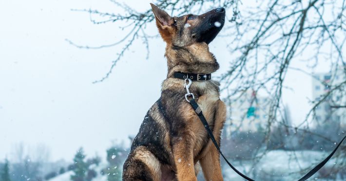 How to Choose the Perfect Leash for German Shepherds