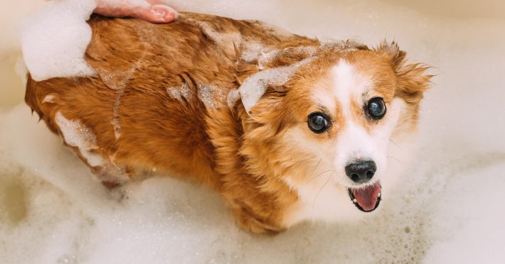 Maintaining a Healthy Coat Between Baths