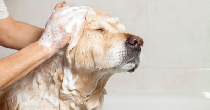 The Bathing Process Step-by-Step Guide for Golden Retrievers