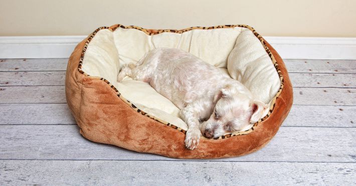 The Bed's Benevolent Blessings for Your Frenchie: Comfort to Safety