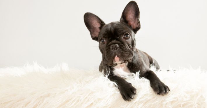 Tips-for-Maintaining-Your-French-Bulldog's-Perfect-Fur