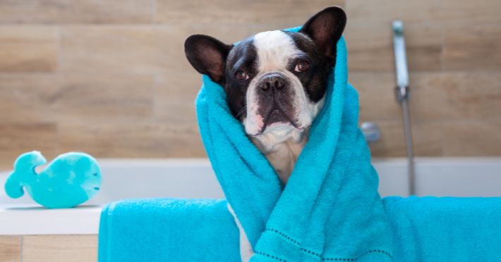 Top Tips for Keeping Your French Bulldog Fresh and Clean