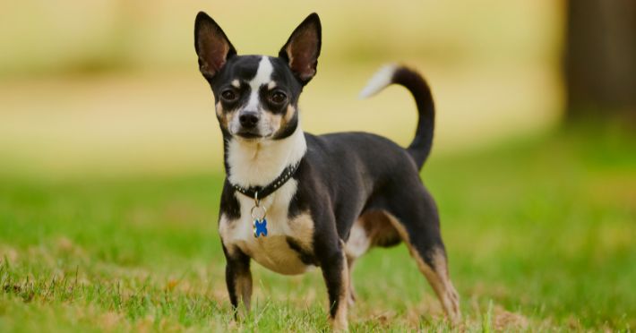 Types of Dog Harnesses Suitable for Chihuahuas