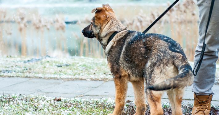 Types of Leashes for German Shepherds