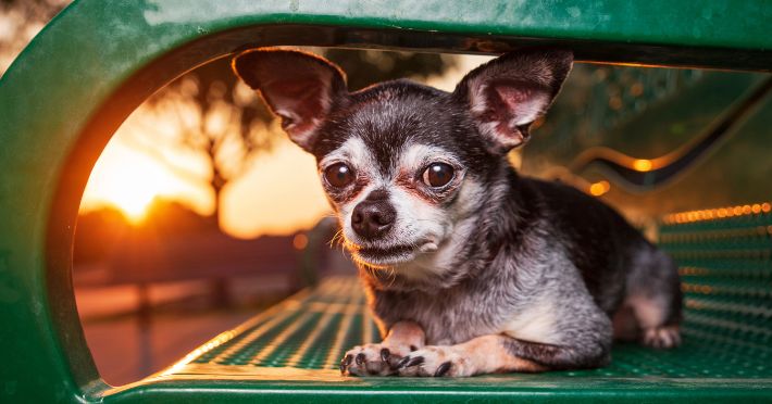 Understanding Chihuahua's Unique Needs