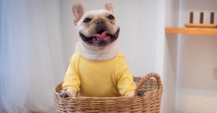 Understanding French Bulldog Skin & Coat Care