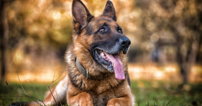 Understanding Your German Shepherd's Needs