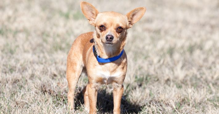 Why Harnesses Are Essential for Chihuahuas