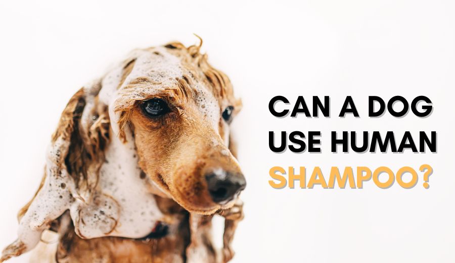 Can a Dog Use Human Shampoo