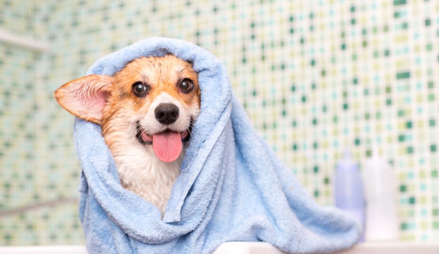 Elevating Canine Grooming to a Science