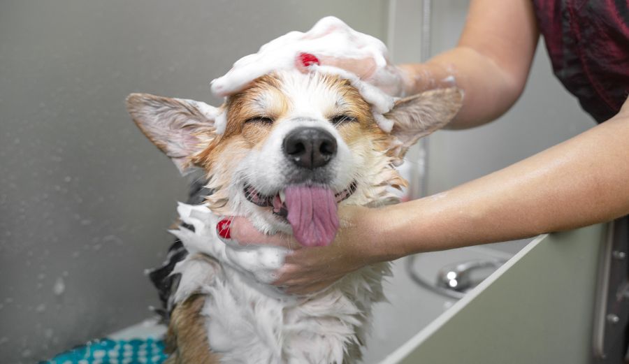 Frequency of Dog Shampooing