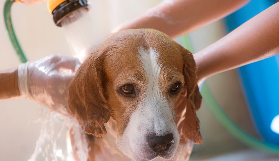 Tips for Safe Dog Bathing