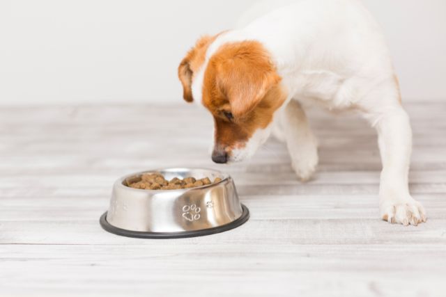 Dog Foods By Breeds