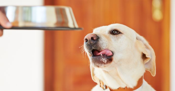 Top 5 Dog Foods Your Furry Friend Will Love