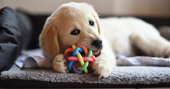 Top 10 Dog Toys Your Furry Friend Will Absolutely Love