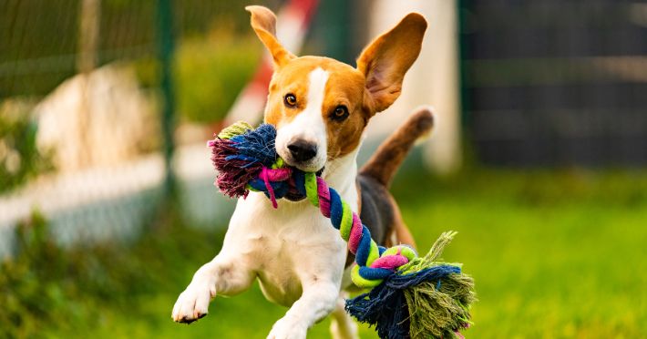 Top 10 Best Dog Toys for Happy, Healthy Playtime