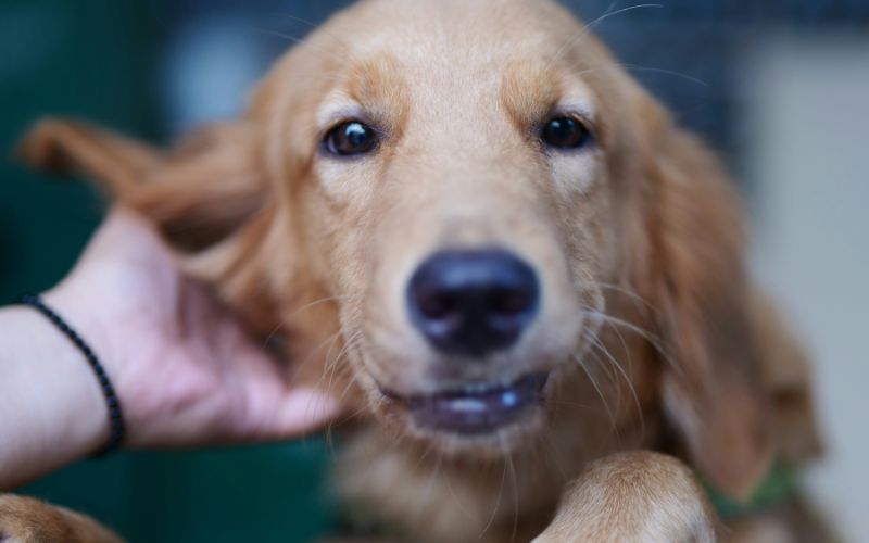 A brown dog sitting in the grass and scratching its neck due to environmental allergies.