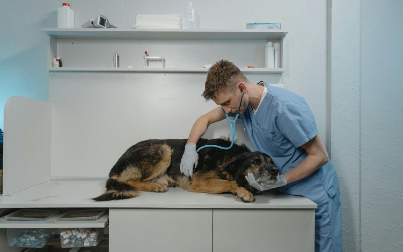 A professional veterinarian checking a dog's coat for severe itching and potential skin infections.