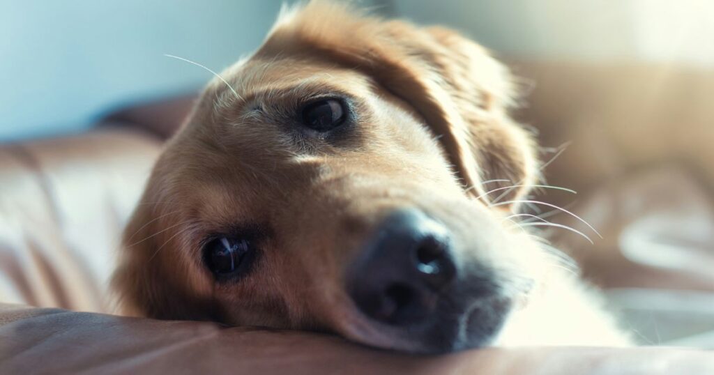 A sad dog scratching its ear, illustrating the common question of why is my dog itching so much.