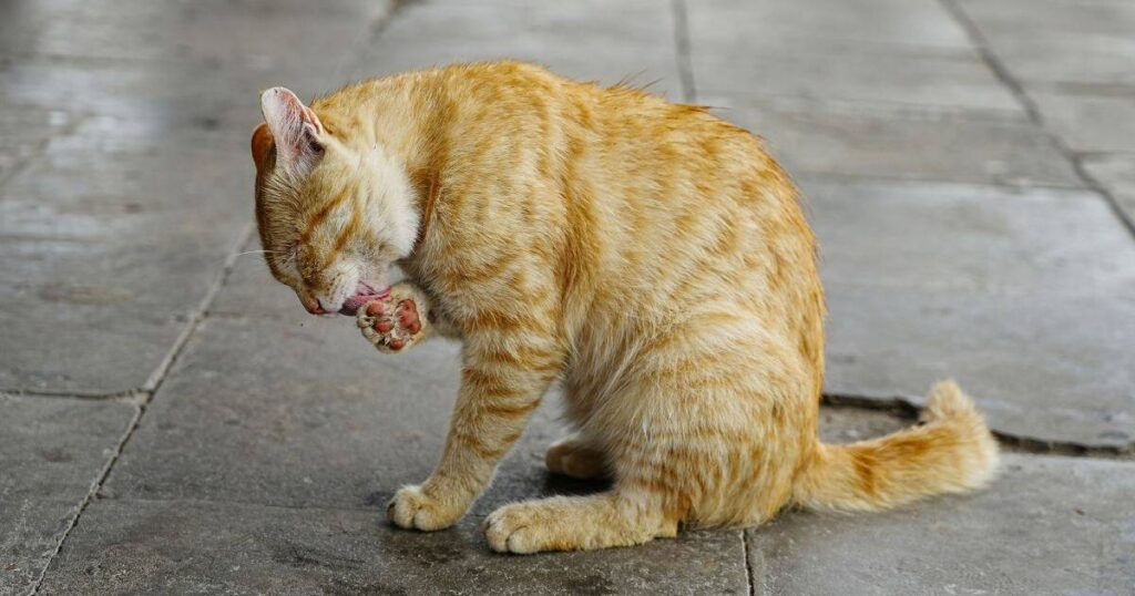 why is my cat vomiting undigested food